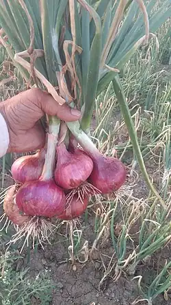 Lasalgaon Manganga Gulabi Onions freshly plucked from a field