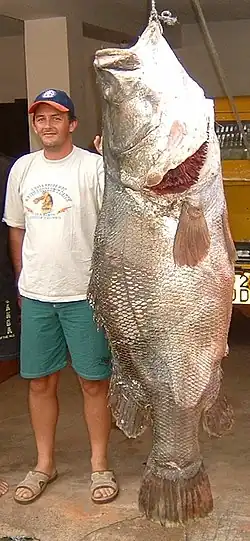 Nile perch