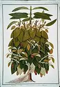 Lava Etam (Malay); Black Pepper; Piper Nigrum (William Farquhar Collection, 1819–1823)