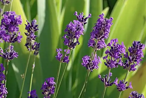 Stems and flowers