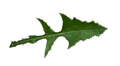 Runcinate leaf