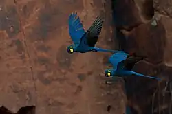 A blue macaw yellow cheeks and eye-spots