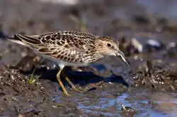Playero menudo (Calidris minutilla)