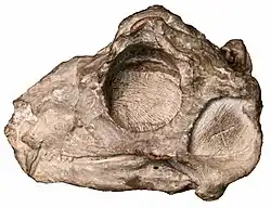 Photo by Ashley Kruger