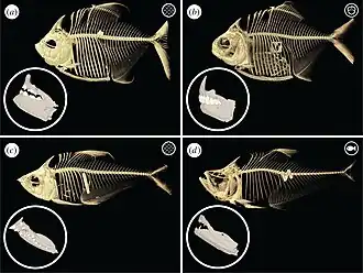 Lepidophagous fish (A and C) with non-lepidophagous relatives (B and D): Catoprion mento (A), Pygopristis denticulata (B), Roeboides affinis (C), Charax cf. pauciradiatus (D)