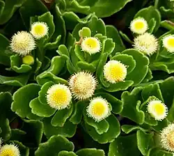 Many small yellow flowers