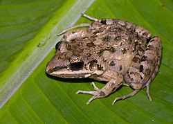 A light brown patterned frog