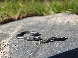 Leptotyphlops type species; Black thread snake (L.&nbsp;nigricans)
