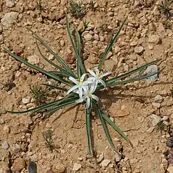 A plant growing from stony soil. The leaves are long and with parallel veins like grass blades tapering to narrow tips. They sprawl outwards in every direction from the center of the plant, laying on the surface of the soil. At the center of the plant three white flowers with six tepals are crowded together.
