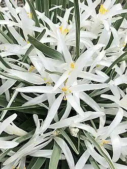 Plant with large number of blooms, Boulder Open Space and Trails, Boulder County, Colorado