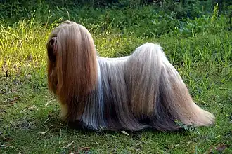 A Lhasa Apso with a long, dense coat, a dog originating in Tibet