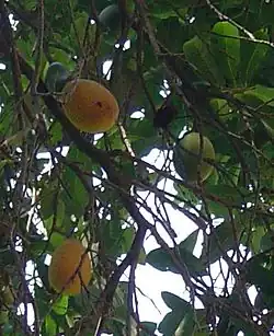 Ripe and unripe fruit