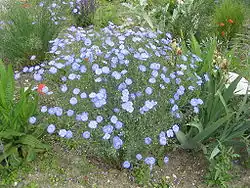 Round blue flowers scattered over a green plant with thin stems in a garden
