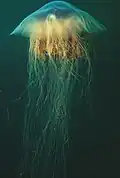 Lion's mane jellyfish with full threads visible