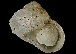 Photograph of preserved specimen of Lissotesta bicarinata Powell.
