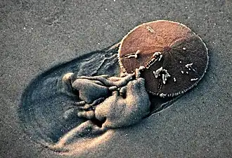 Living sand dollar.