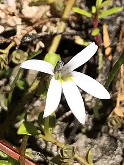 A Lobelia flower with white petals