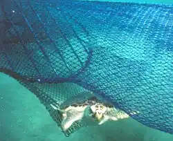 Loggerhead sea turtle exiting from fishing net through a turtle excluder device