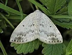 Moth