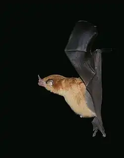 Brown bat