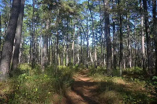 Trail between the Little Lake Creek Wilderness and Stubblefield Lake