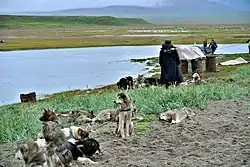 Lorino, sled dogs teams at the beach
