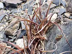 A small tuft of Luzula rufa in a Raoulia