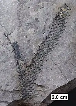 Lycopod axis (branch) from the Middle Devonian of Wisconsin