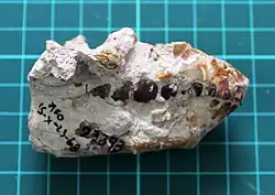 Dental series of a notoungulata mammal