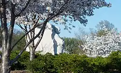 Cherry blossoms surrounding the MLK Memorial.