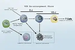 Revised Lineage lymphoid and myeloid flowchart.