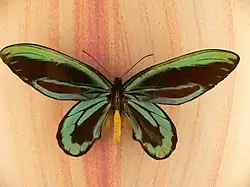 Image 8Queen Alexandra's birdwing (Ornithoptera alexandrae) of Papua New Guinea (from Insect biodiversity)