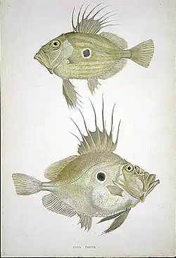 The John Dory is so thin it can hardly be seen from the front. The large eyespot on the side of its body confuses its prey.[26]