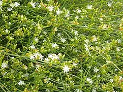 "flowers and foliage"
