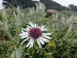 A white flower with a burgundy center