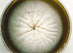 Madurella mycetomatis colony.