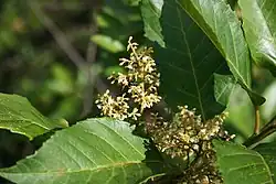 Flowers and leaves of Maesa lanceolata
