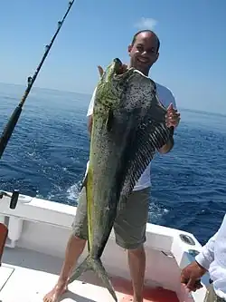 Bull (male) mahi-mahi