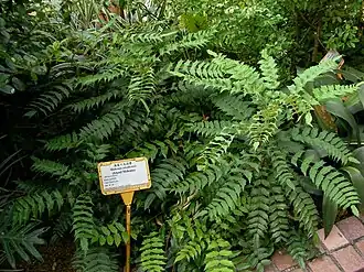 Mahonia oiwakensis at Hong Kong Zoological and Botanical Gardens