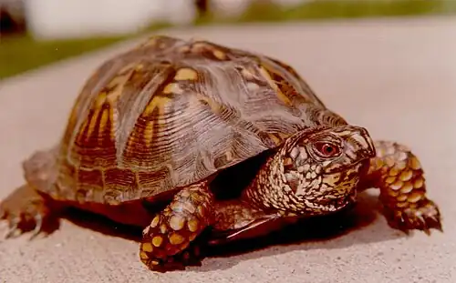 Male with high-quality shell in southwestern Pennsylvania, June&nbsp;30, 1979