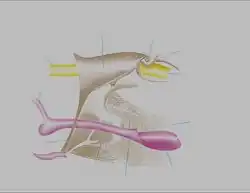 Image 32Male genitalia of Lepidoptera (from Insect reproductive system)