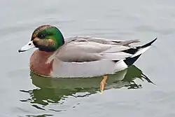 x Mareca penelope