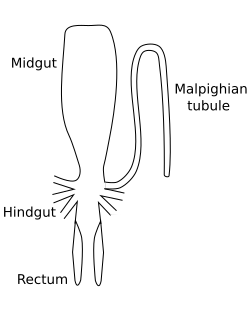 Image 29Stylized diagram of insect digestive tract showing malpighian tubule, from an insect of the order Orthoptera. (from Insect morphology)