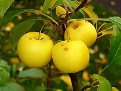 Image 56Malus sylvestris (from List of trees of Great Britain and Ireland)