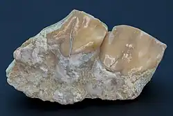 3&nbsp;cm-long teeth on a jaw fragment from Merycoidodon culbertsoni. Oligocene, Brule Formation, South Dakota, USA
