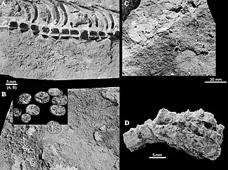 Mesosaurid skeleton and gypsum