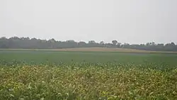 Mann site, looking west