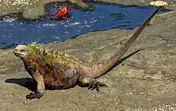 A. c. wikelskii on Santiago Island (formerly included in A. c. mertensi)[10]