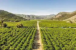 An aerial view of a citrus orchard in the San Pasqual Valley in Escondido, California.