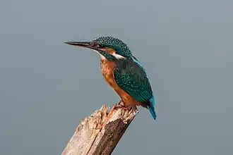 Common kingfisher, symbol of the Park.